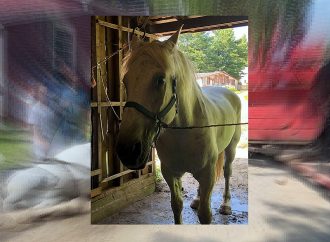 Un cheval du Village Québécois d&rsquo;Antan prend une pause inattendue