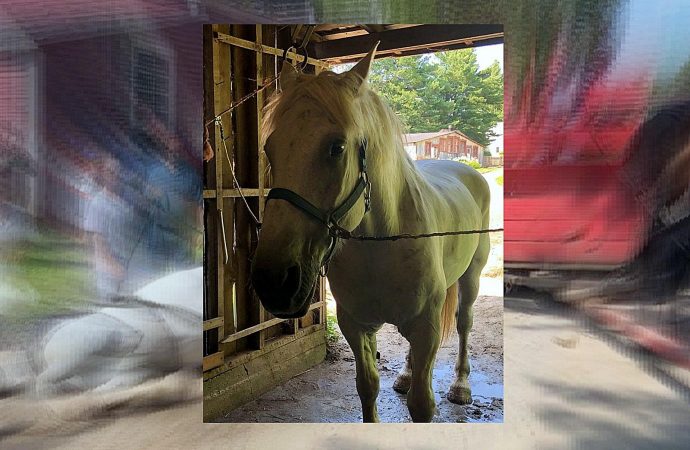 Un cheval du Village Québécois d&rsquo;Antan prend une pause inattendue