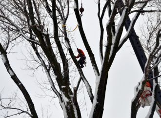 Une fin de vie honorable pour «Woody» le peuplier centenaire du boulevard Mercure