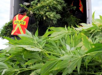 Lutte à la culture extérieures illicites de cannabis : les policiers demeurent à l’affut des contrevenants et plantations illégales