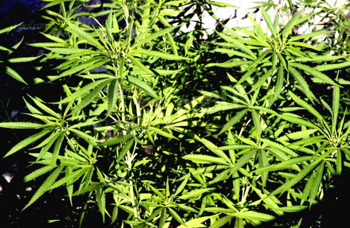 Légalisation du cannabis-Encadrement municipal prévu sur le territoire de Drummondville