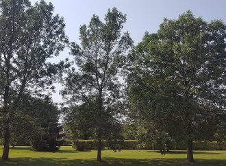 Face à la présence de l’agrile du frêne sur son territoire – Drummondville dévoile un plan d’intervention
