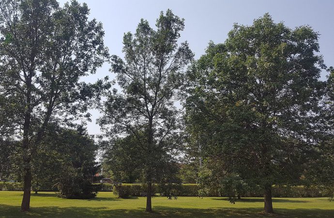 Face à la présence de l’agrile du frêne sur son territoire – Drummondville dévoile un plan d’intervention