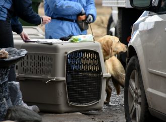 Cruauté envers les animaux : le Parti Québécois demande des consultations sur le bien-être animal