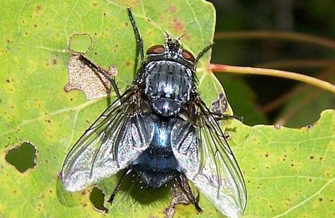 Risque d’augmentation des mouches noires dans certains secteurs de Drummondville