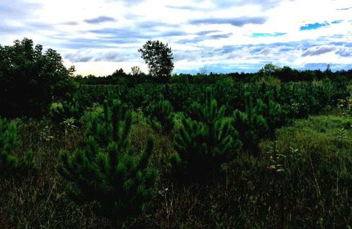 Les 22 000 arbres qui reboisent l’ancien dépotoir Saint-Nicéphore offrent de nombreux bénéfices