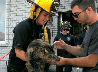 Incendie rue Lalemant, la chatte Lily sauvée par les pompiers