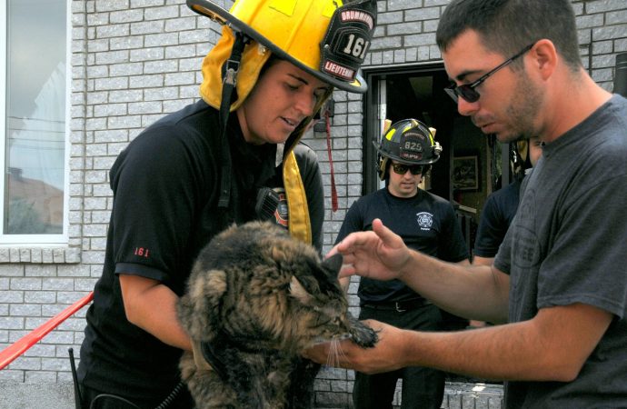 Incendie rue Lalemant, la chatte Lily sauvée par les pompiers