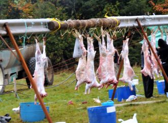 Fête du mouton: les animaux de BSC seront mis en vente