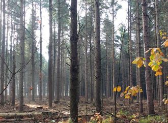 Des travaux d’aménagement forestier dans la Forêt Drummond entrepris par la Ville