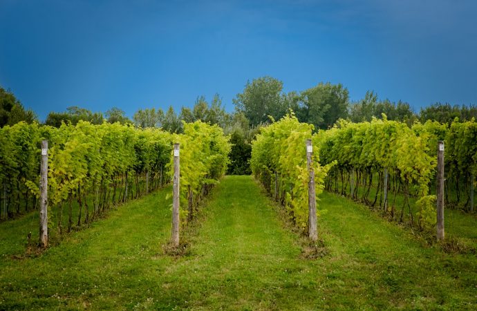 Une médaille d’or et deux médailles de bronze pour les vins biologiques du Vignoble Domaine des 3 fûts