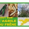 Agrile du frêne – De nouveaux outils d’information pour les citoyens