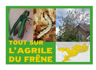 Agrile du frêne – De nouveaux outils d’information pour les citoyens