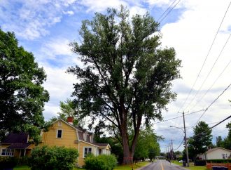 Feuillage en fête : Un concours pour honorer les arbres d’exception de Drummondville