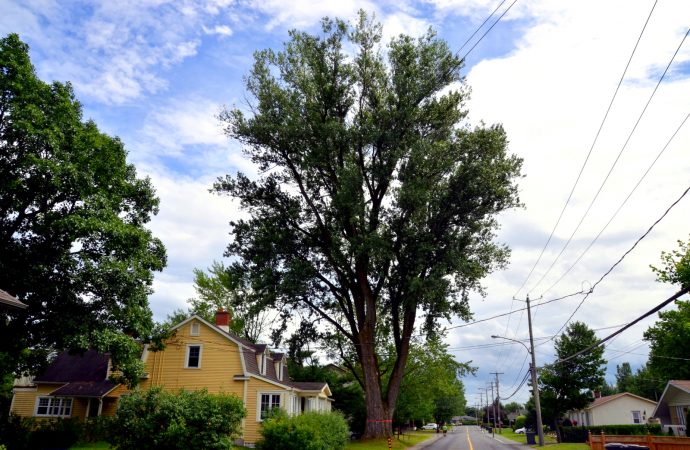 Feuillage en fête : Un concours pour honorer les arbres d’exception de Drummondville