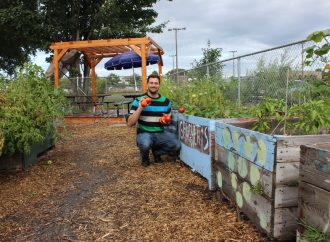 Les «cambrioleurs de légumes» en voie de disparition au jardin communautaire