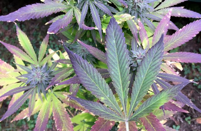 Enquête sur le cannabis : Perception de la population et consommation avant la légalisation