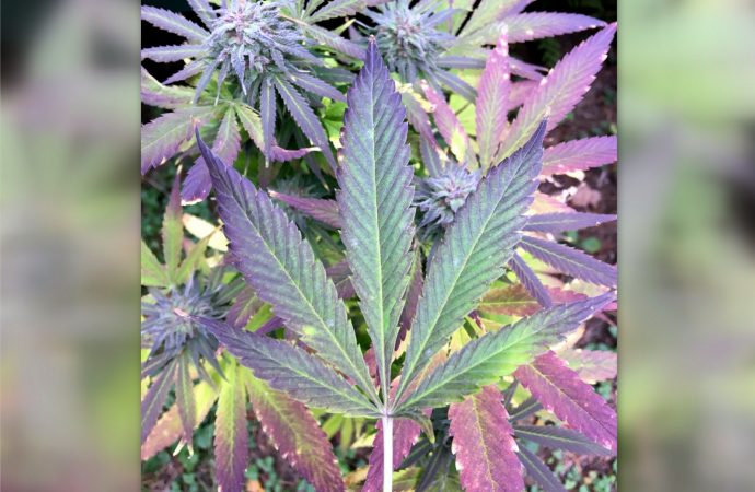 Initiative québécoise de recherche sur le cannabis et la santé – Jusqu’à 10 M$ pour financer des activités de recherche et développer l’expertise d’ici