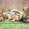 Succès retentissant : un demi-million de visiteurs au Zoo de Granby