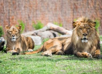Succès retentissant : un demi-million de visiteurs au Zoo de Granby