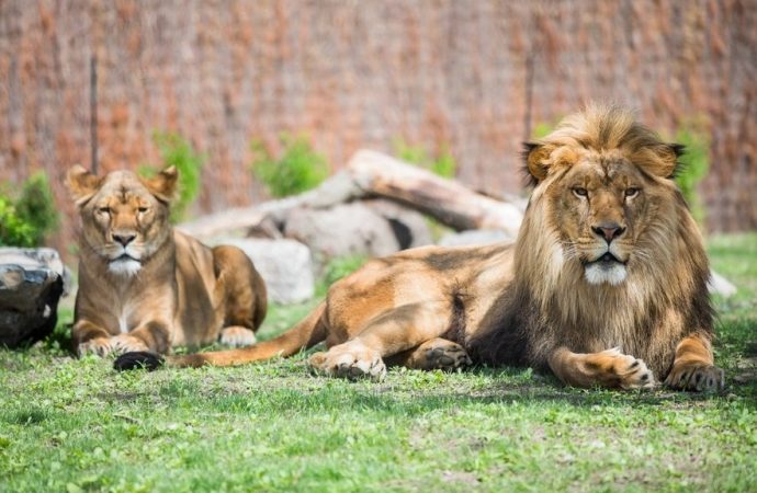 Succès retentissant : un demi-million de visiteurs au Zoo de Granby