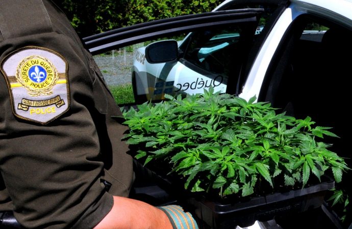 Lutte à la culture extérieure illicite de cannabis : Les policiers à l’affût durant toute la saison