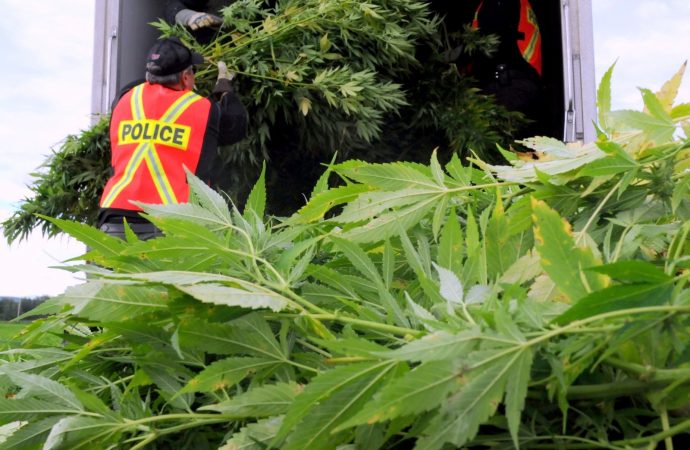 Opération d’éradication de plants de cannabis à Saint-Bonaventure.