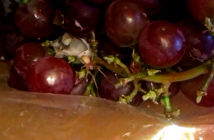 Une araignée mexicaine vivante dans son sac de raisins à Drummondville