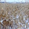 Hiver précoce : Effets désastreux les producteurs de grains réclament une rencontre avec Québec