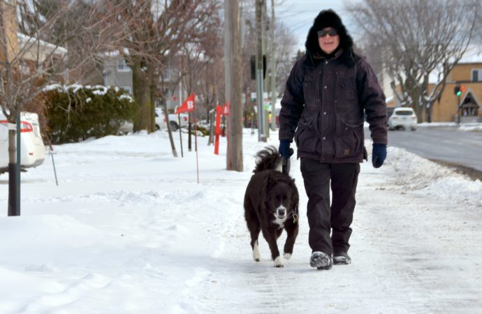 Chiens dangereux – La Ville de Drummondville adapte sa réglementation afin de favoriser la protection des personnes