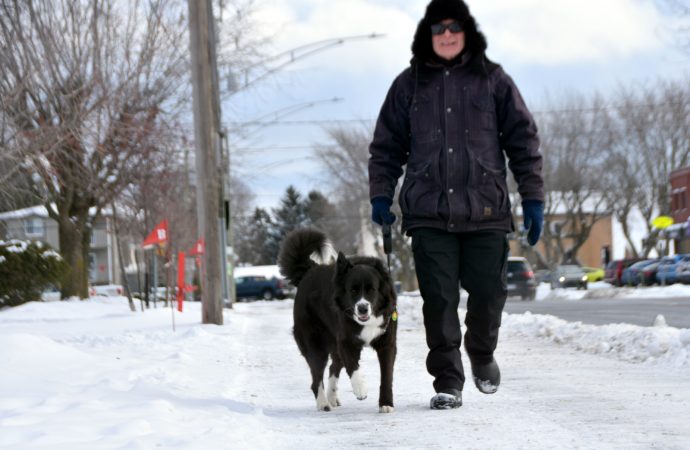 Un meilleur encadrement des chiens pour la sécurité du public