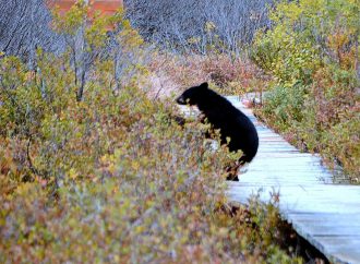Au cours des dernières semaines, les ours noirs ont quitté leur tanière, soyez attentifs et vigilants !