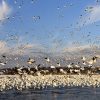 Oiseaux migrateurs sur la rivière Saint-François: Le maire Alain Carrier annonce un projet touristique et éducatif important pour Drummondville