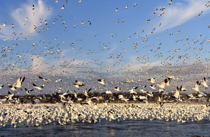 Oiseaux migrateurs sur la rivière Saint-François: Le maire Alain Carrier annonce un projet touristique et éducatif important pour Drummondville