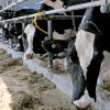 Le gouvernement du Canada franchit une nouvelle étape dans l’indemnisation des producteurs laitiers du Canada