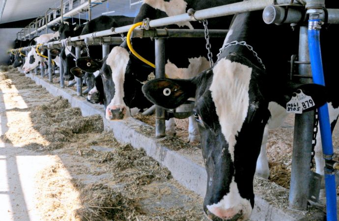 Le gouvernement du Canada franchit une nouvelle étape dans l’indemnisation des producteurs laitiers du Canada