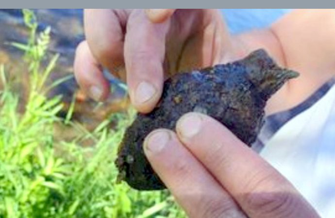 Un Drummondvillois découvre une grenade dans la rivière Saint-François à Drummondville