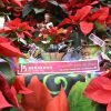 Le Poinsettia, la légende et l’histoire de l’Étoile de Noël, offerte par Fleuriste Bergeron