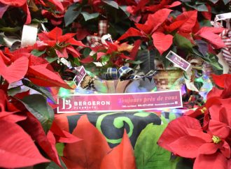 Le Poinsettia, la légende et l’histoire de l’Étoile de Noël, offerte par Fleuriste Bergeron