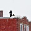 Déneigement des toitures – Un rappel important à l’égard des accumulations de neige et de glace sur les toitures