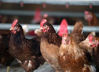 Deux premiers cas de grippe aviaire en Estrie