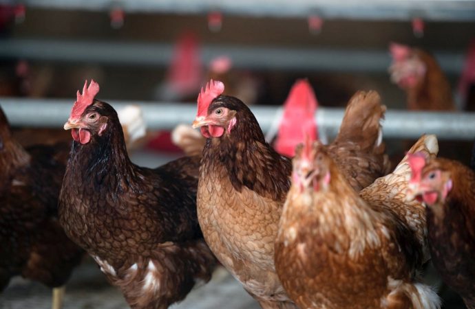 Deux premiers cas de grippe aviaire en Estrie
