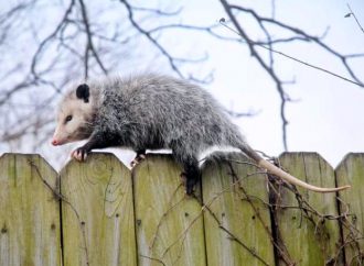 De plus en plus d’opossums en Montérégie, gagnera-t-il du terrain jusqu’au Centre-du-Québec ?