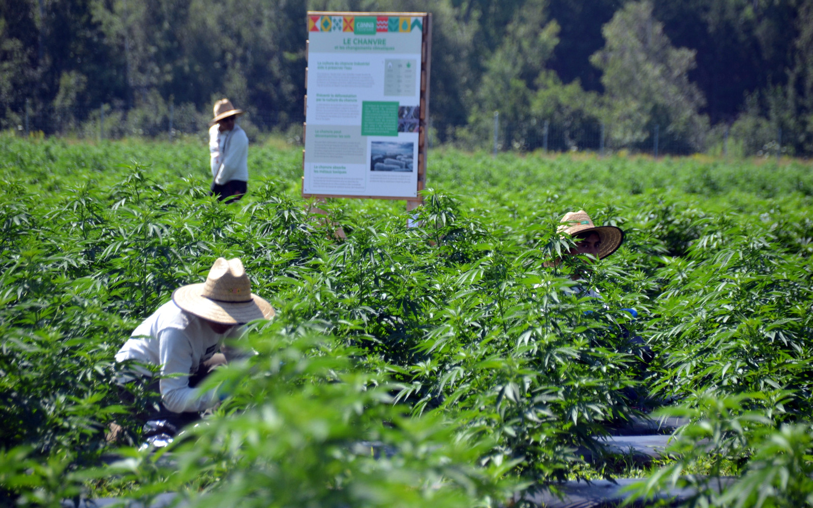 Los empleadores agrícolas dan la bienvenida a la contribución significativa de los trabajadores extranjeros temporales – Vingt55