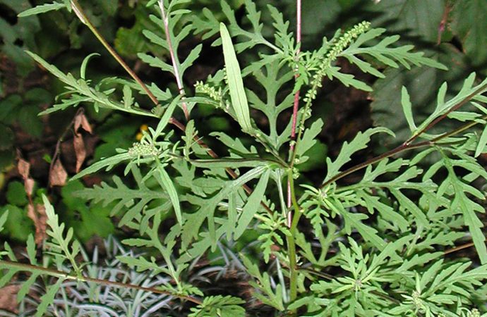 Herbe à poux – Agir pour réduire les allergies saisonnières