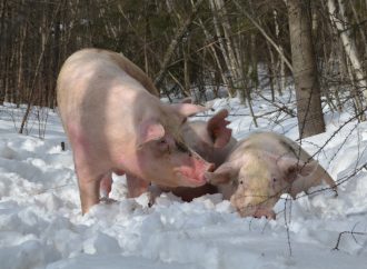 Les producteurs de porcs recevront 60 M$ avant la période des Fêtes