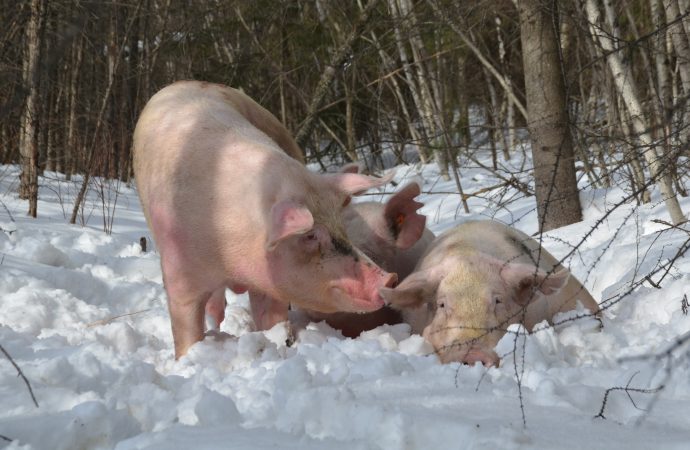 Les producteurs de porcs recevront 60 M$ avant la période des Fêtes