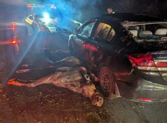 Une violente collision avec un orignal fait un blessé à Drummondville