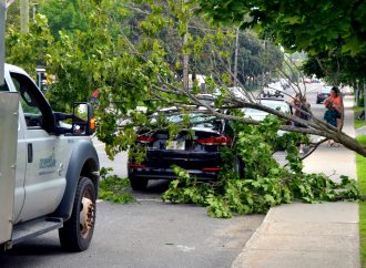 Une imposante branche d’arbre tombe sur sa voiture  : « Je vais toucher du bois et m’acheter un 6/49 »
