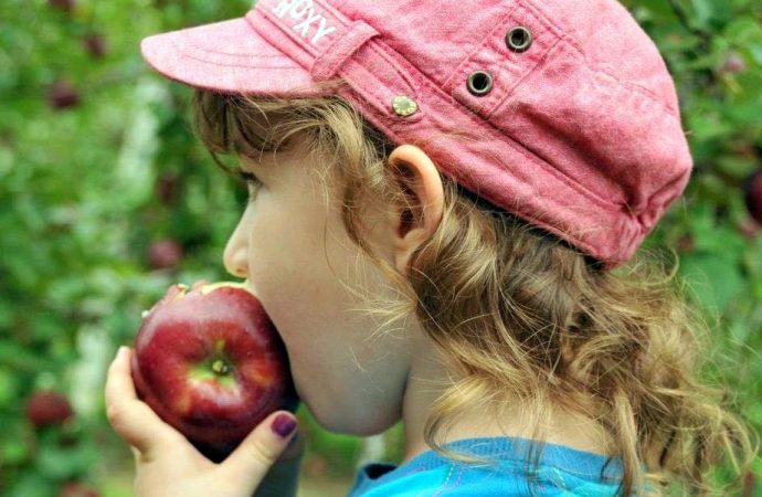 Les Producteurs de pommes du Québec annoncent le lancement officiel de la saison des pommes